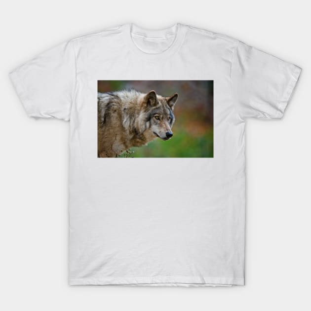 Timber Wolf T-Shirt by jaydee1400